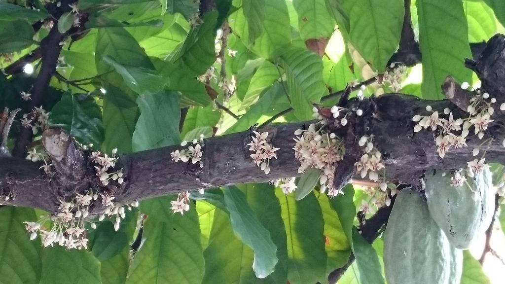 Pousada Cheiro De Cacau Porto Seguro Luaran gambar
